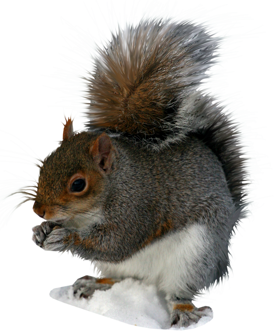 Squirrel Png Image PNG Image