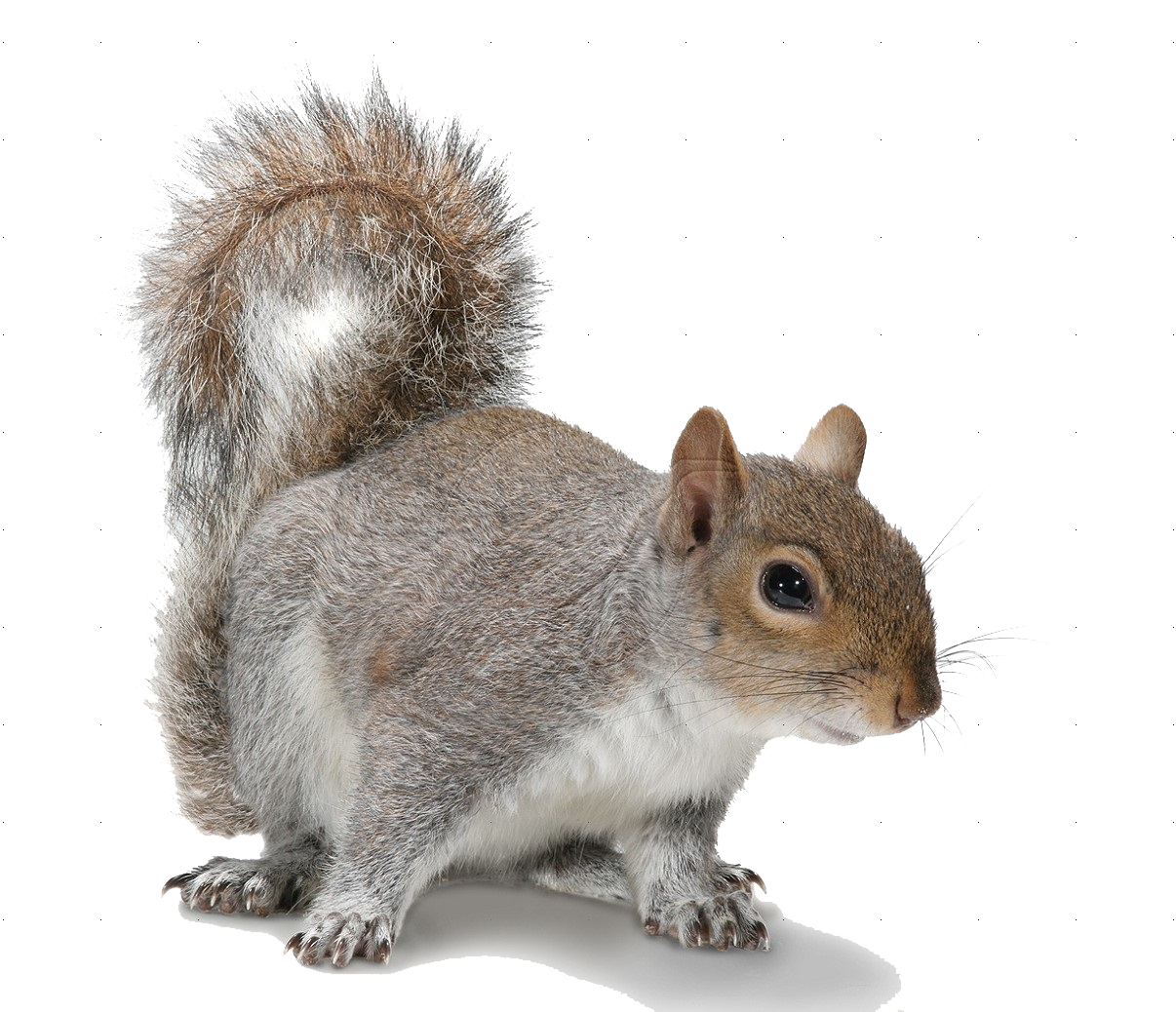 Squirrel Picture PNG Image