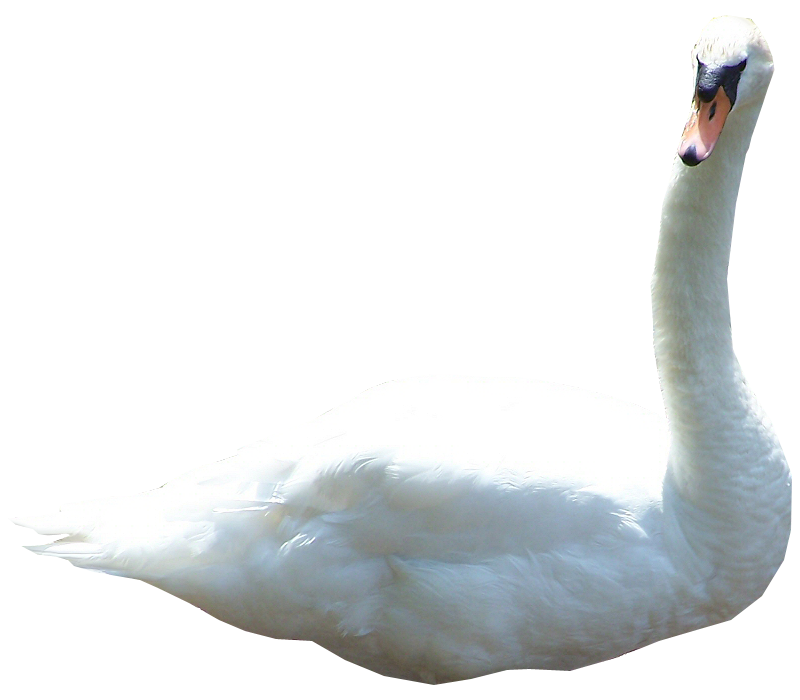 Swan Png Picture PNG Image