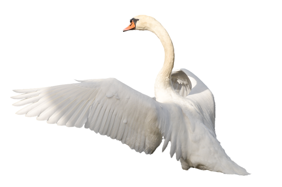 Swan Transparent PNG Image