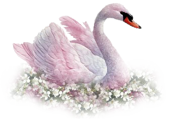 Swan Download Png PNG Image