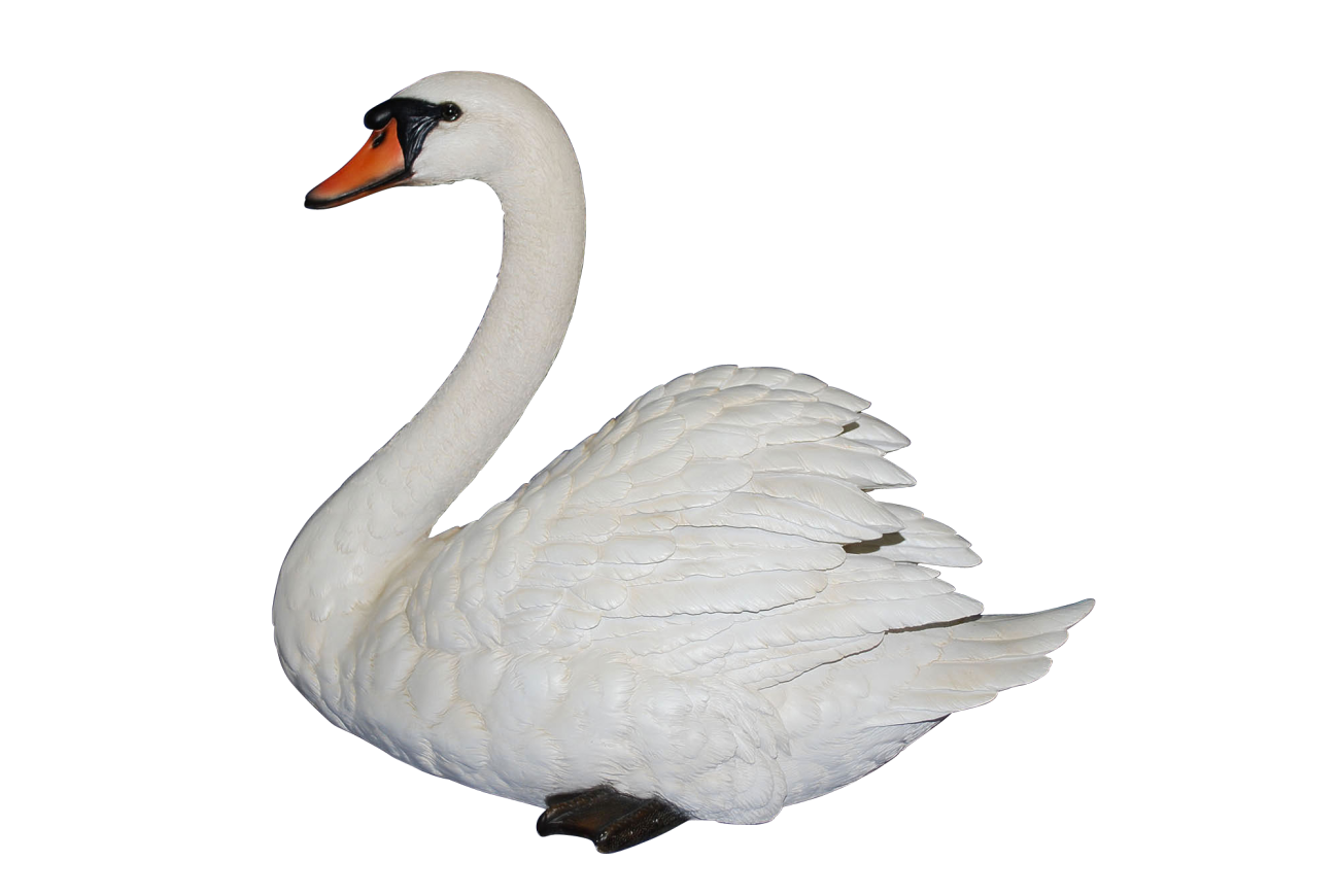 Swan Png Clipart PNG Image