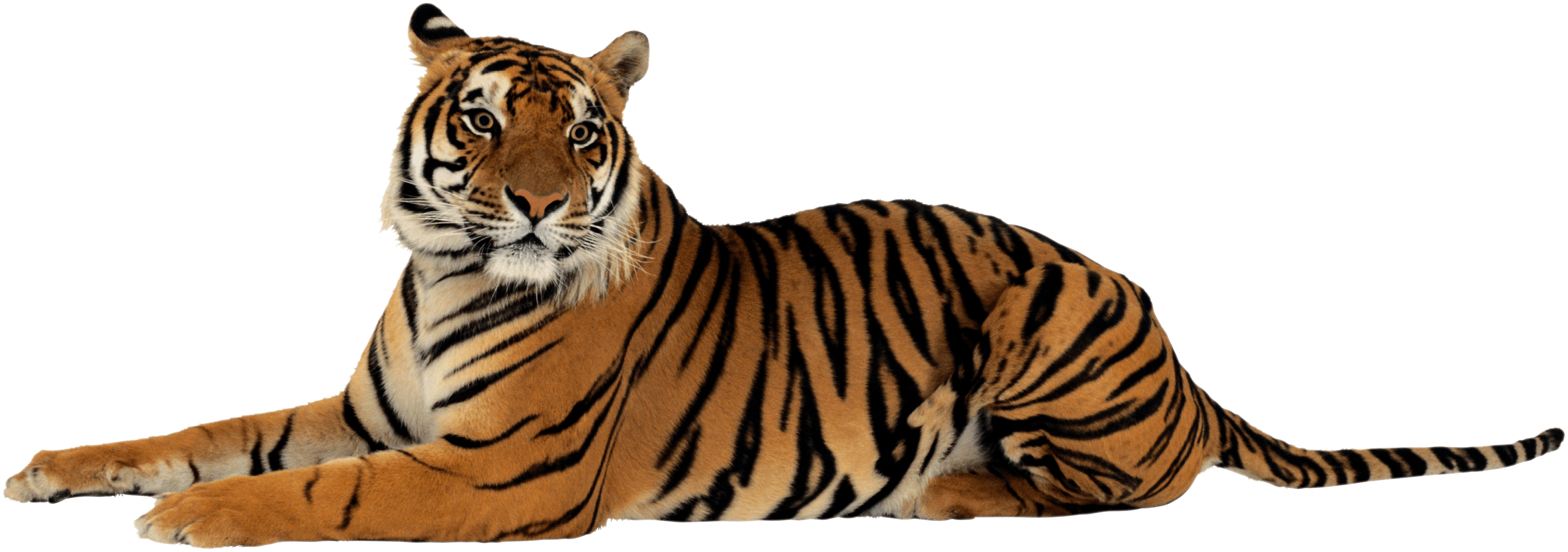 Tiger Png Image Download Tigers PNG Image