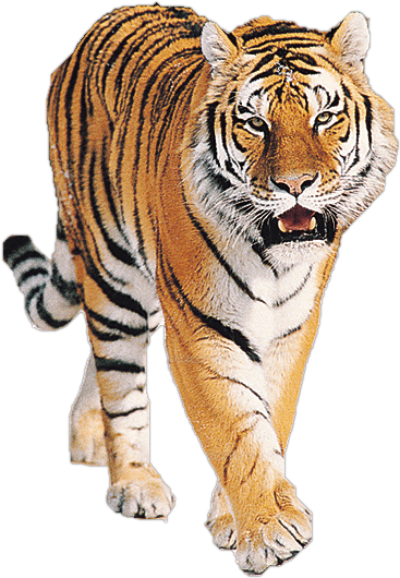 Tiger Png Image Download Tigers PNG Image