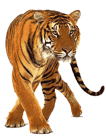 Tiger Png Image Download Tigers PNG Image