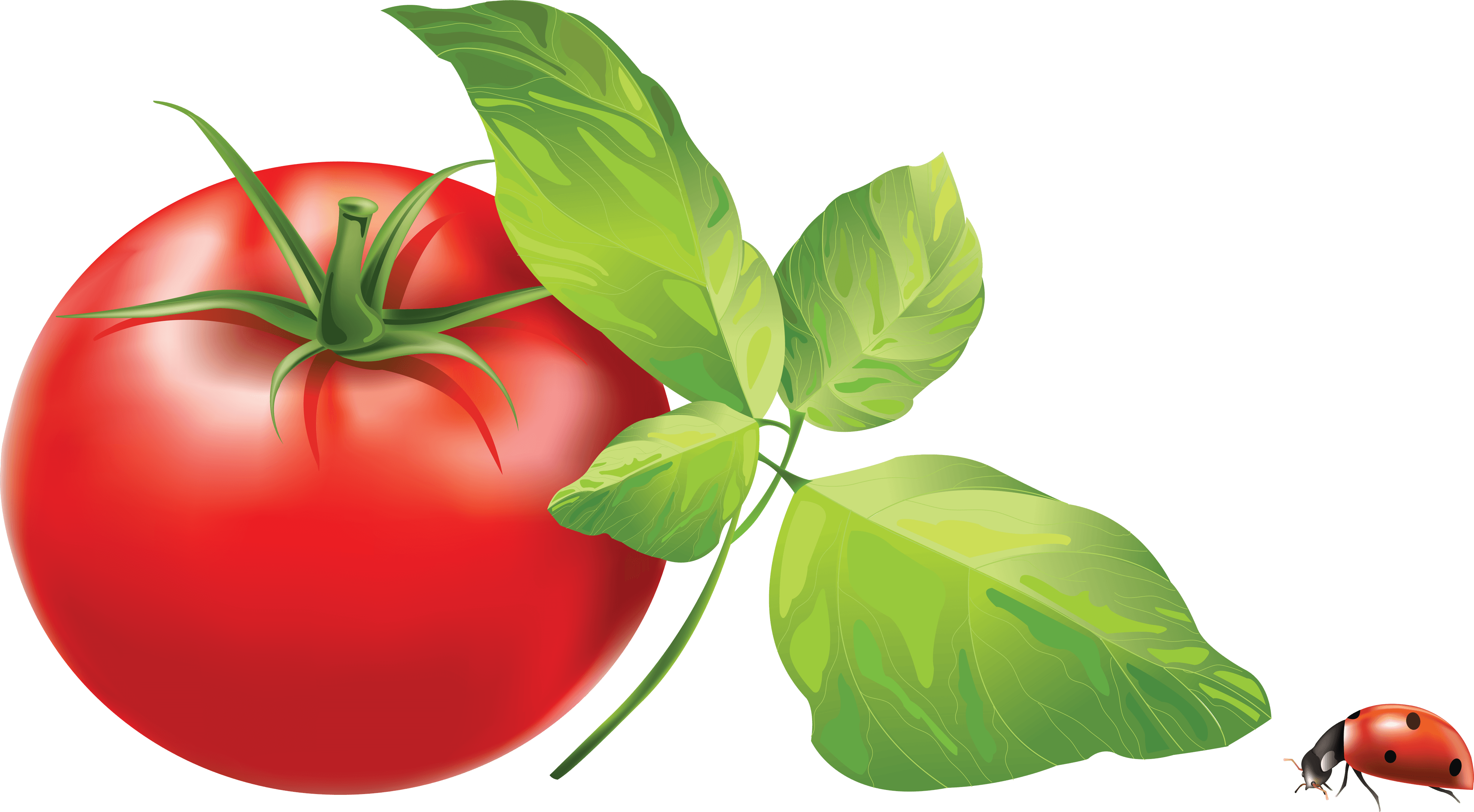 Tomato Png Image PNG Image