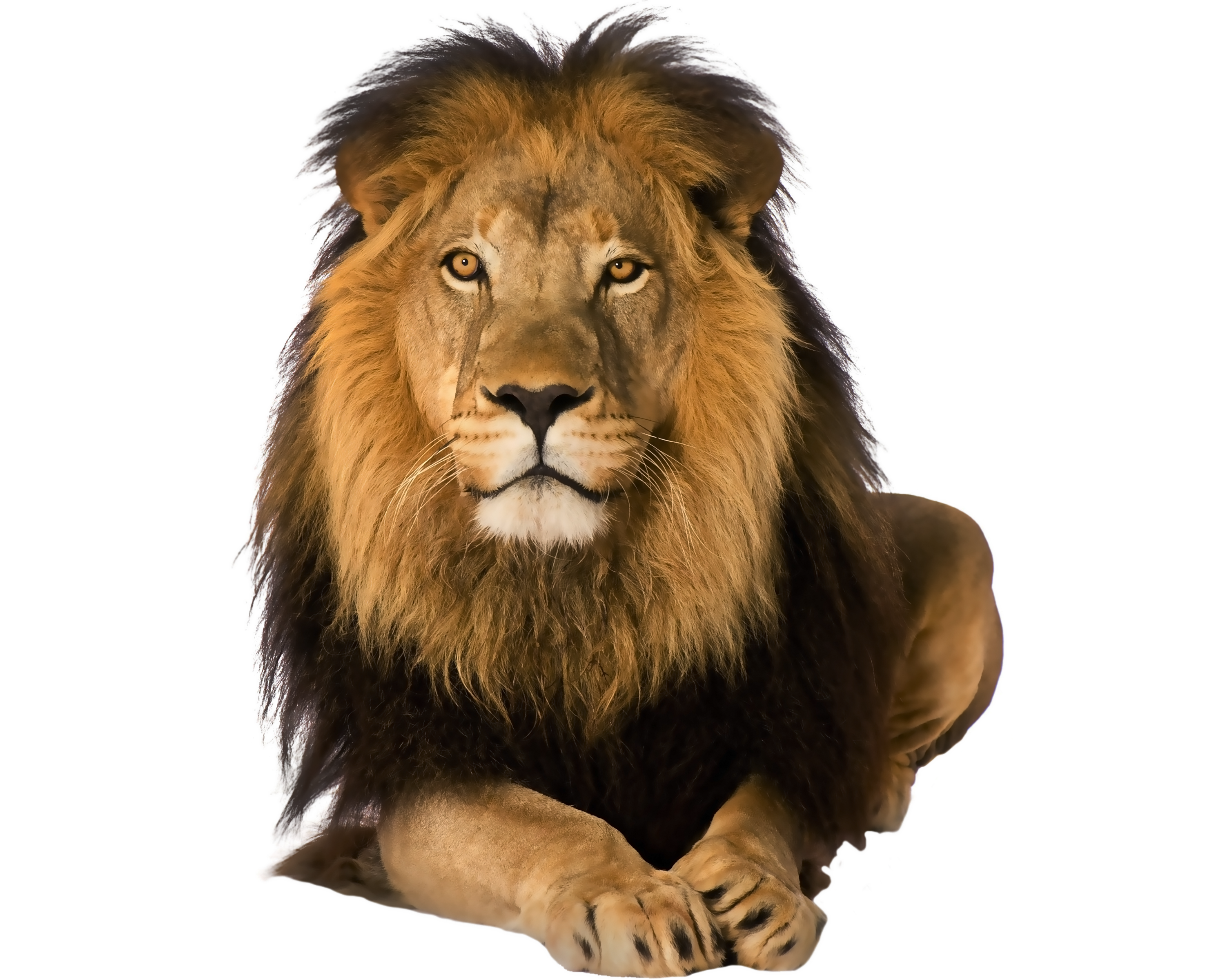 Training Cottages Travel Lion Amazing Leadership Safari PNG Image