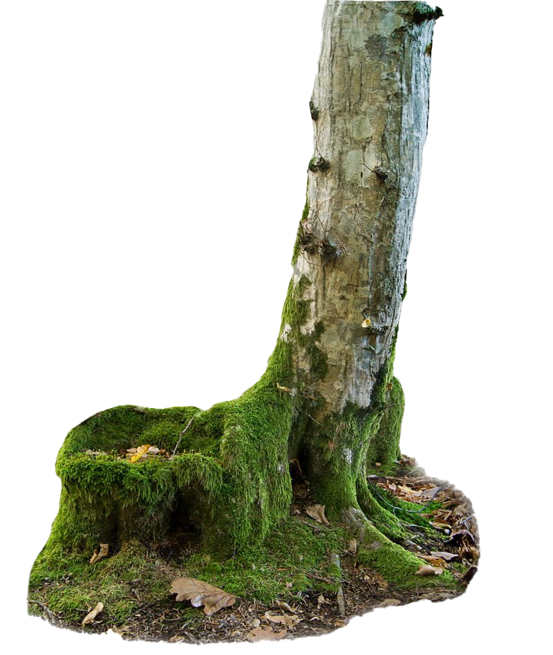 Tree Trunk Free Clipart HD PNG Image