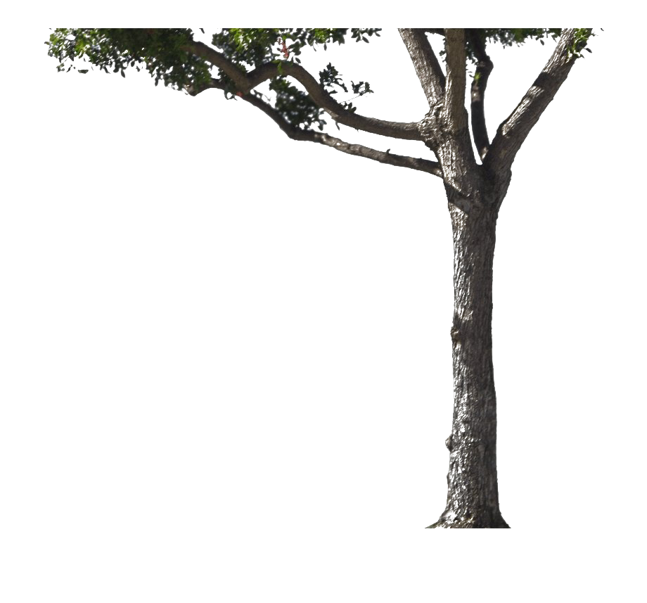 Tree Trunk Free Download PNG HQ PNG Image