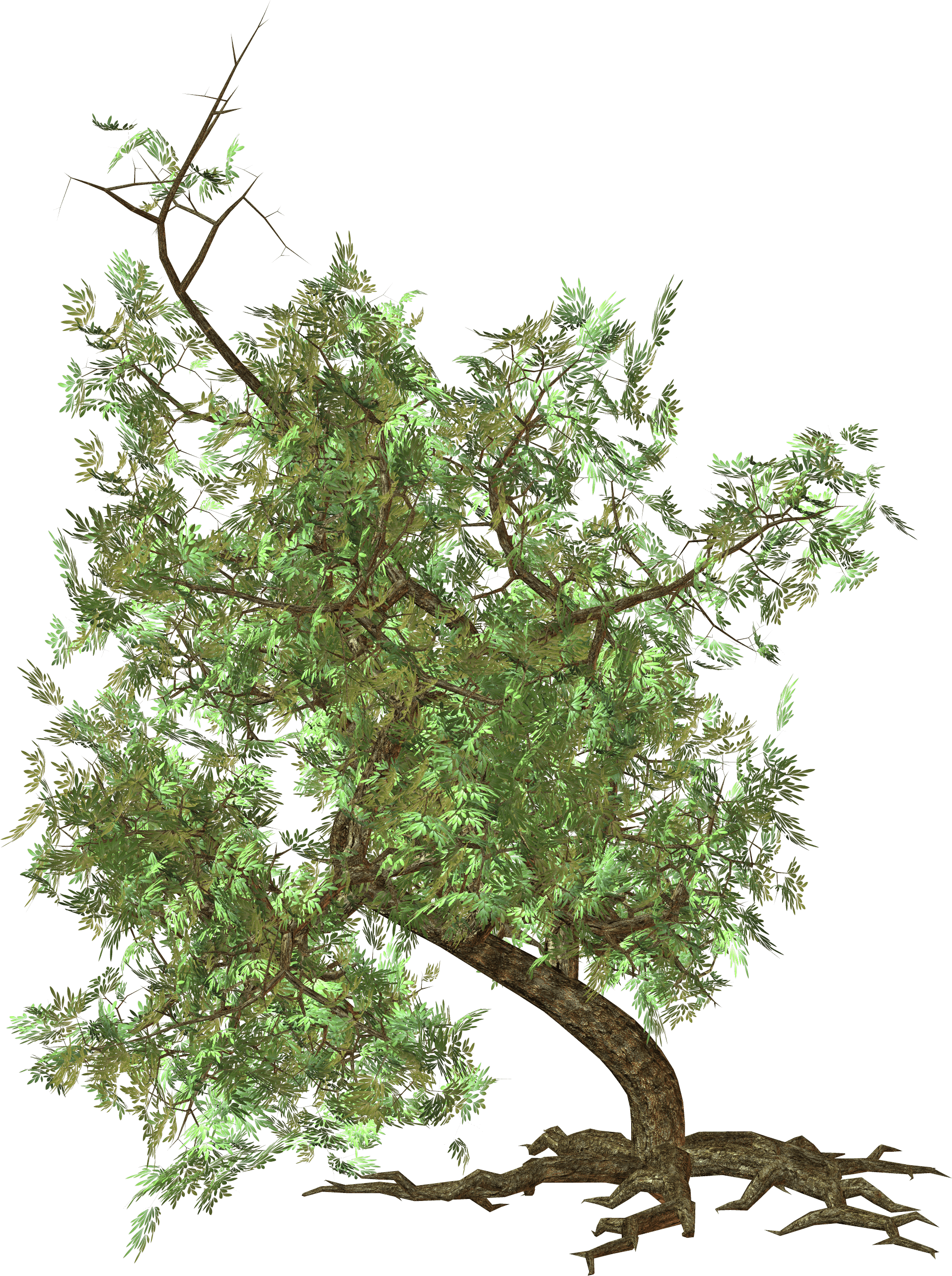 Tree Png Image PNG Image