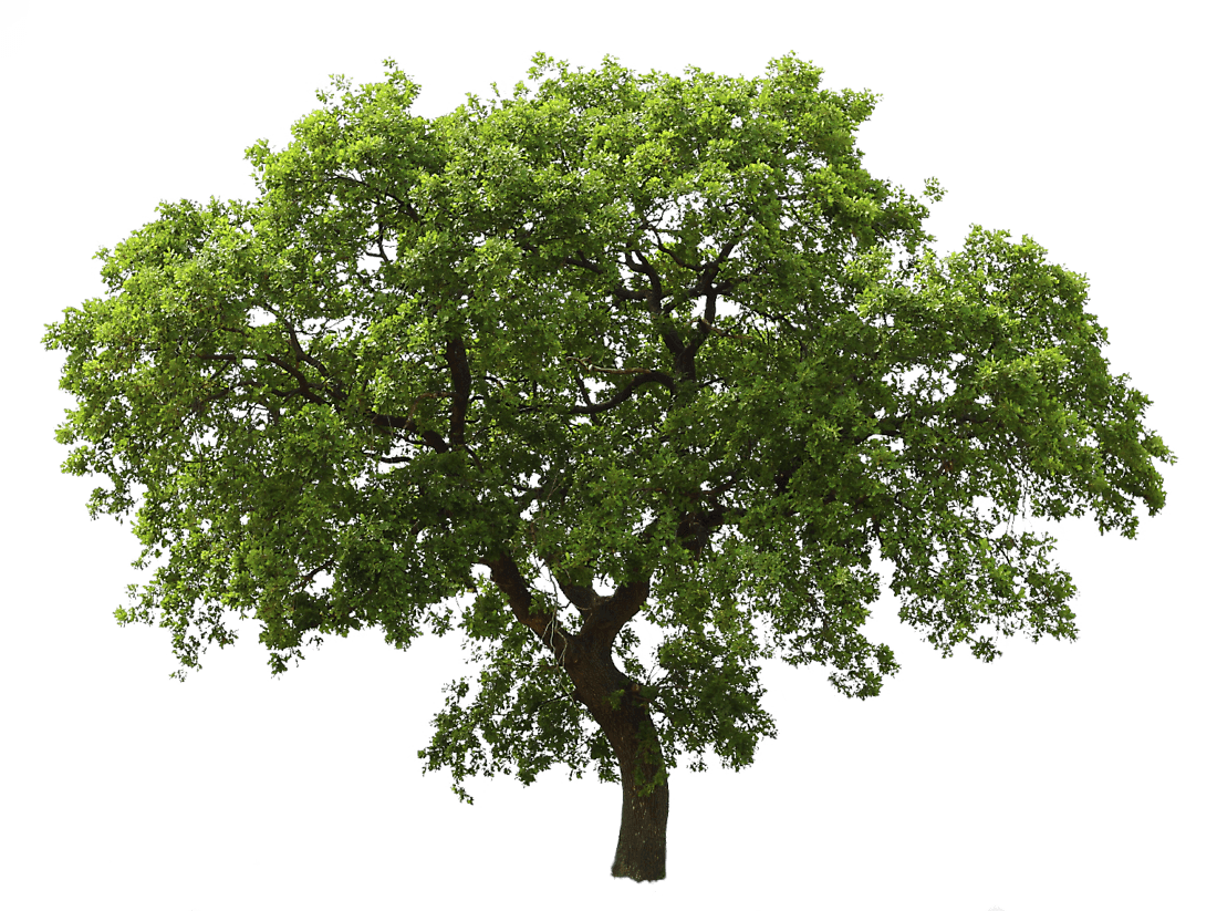 Tree Png Image PNG Image