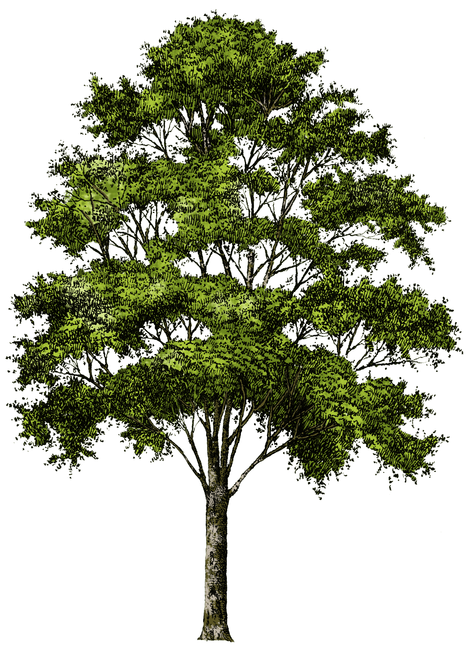 Tree Png Image Download Picture PNG Image