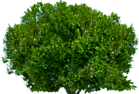 Tree Png Image Download Picture PNG Image