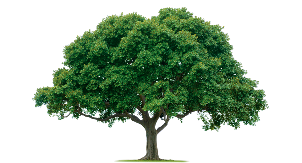 Tree PNG Image