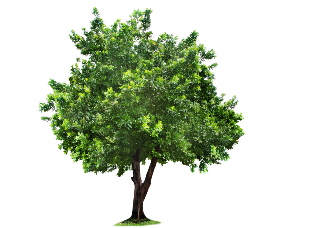 Beautiful Tree PNG Image