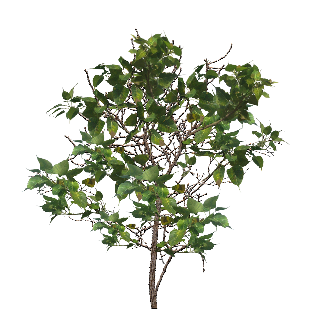 Tree Branch Image PNG Image