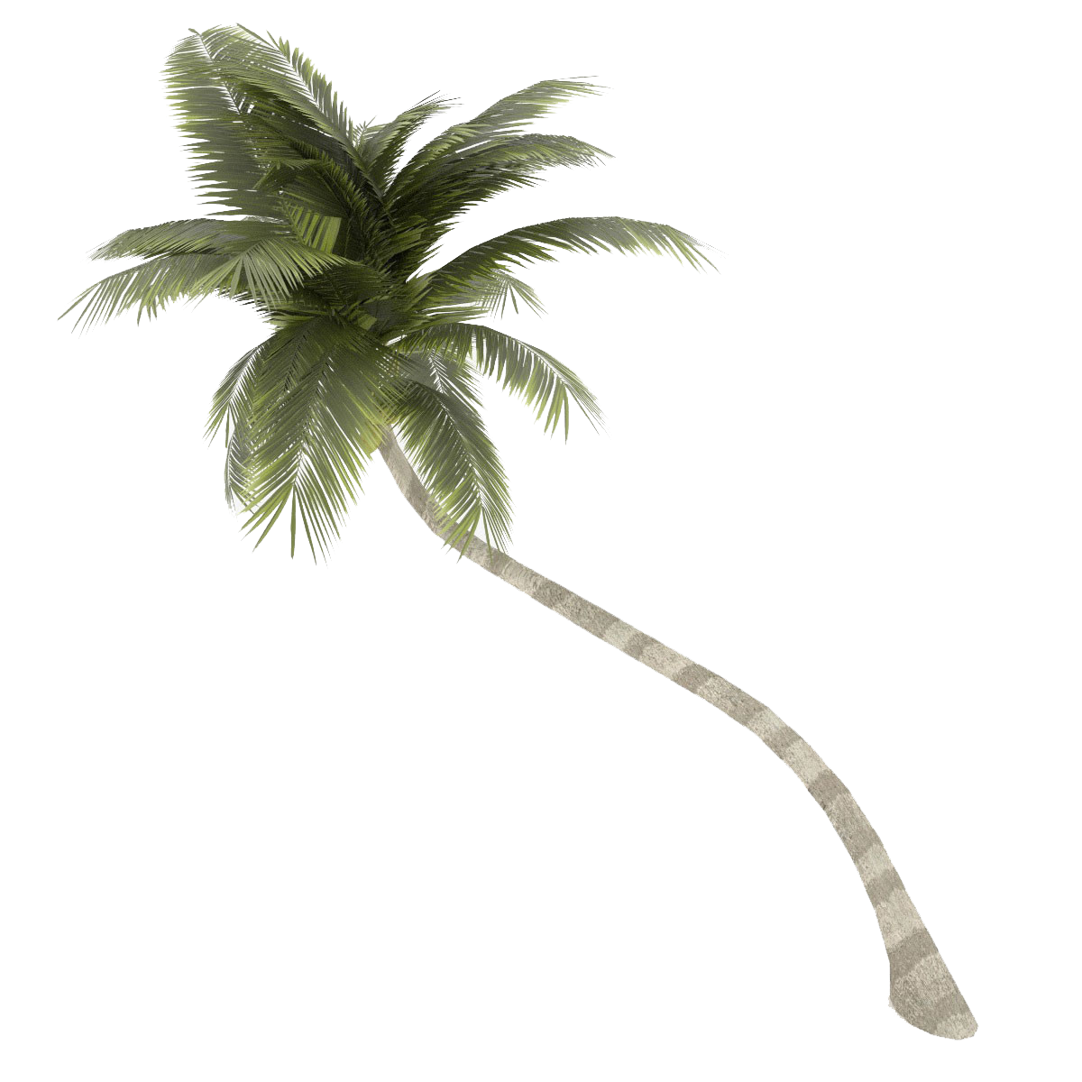 Coconut Tree Transparent Background PNG Image