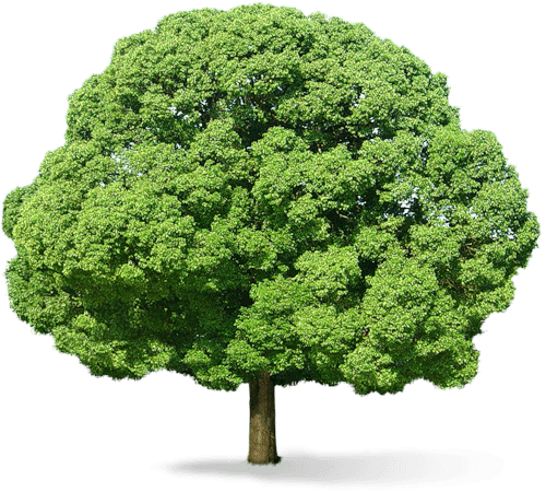 Tree Png Image PNG Image