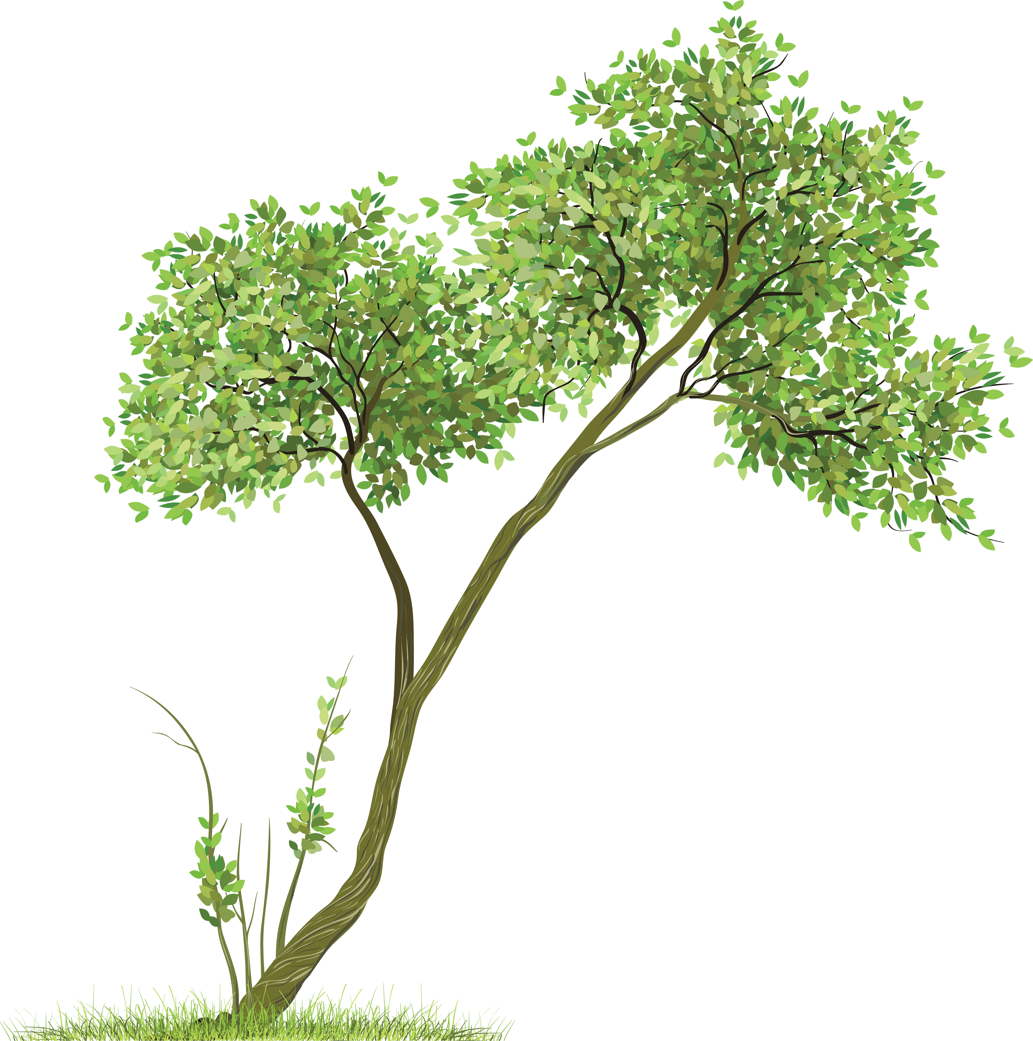 Tree Png Image PNG Image