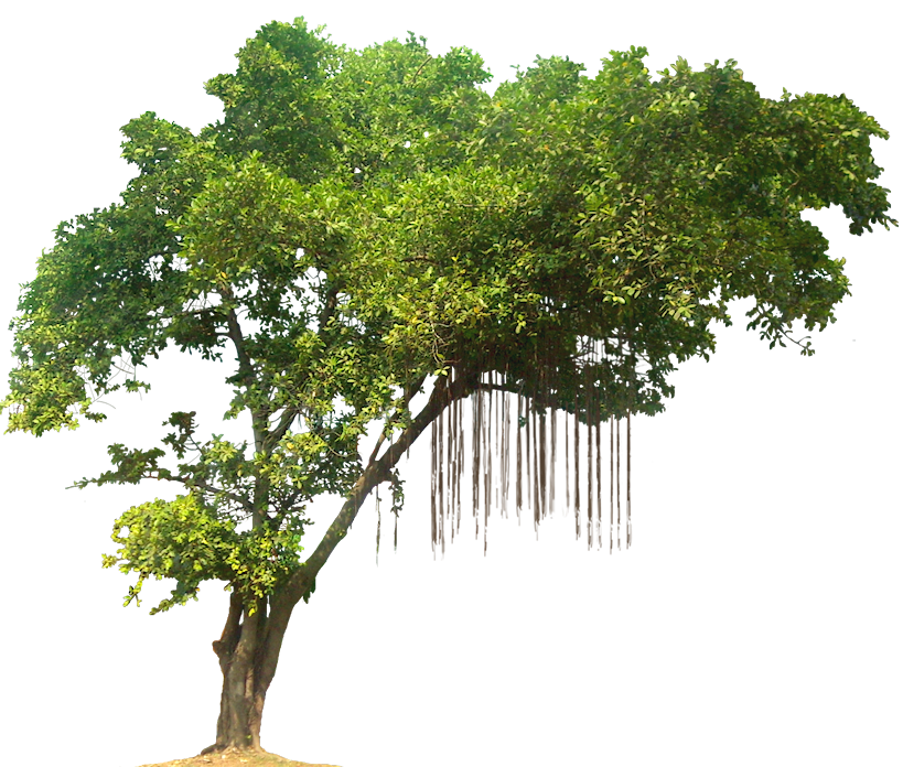 Jungle Tree Image PNG Image