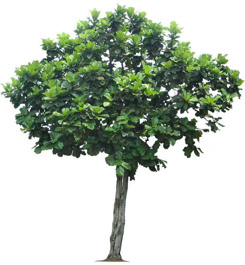 Jungle Tree Transparent PNG Image