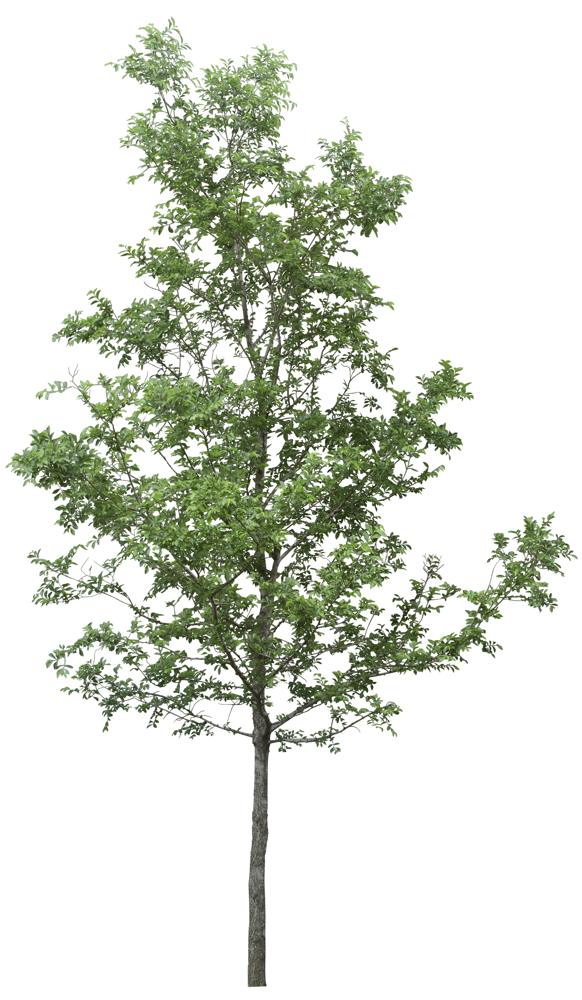 Tree Png Image PNG Image