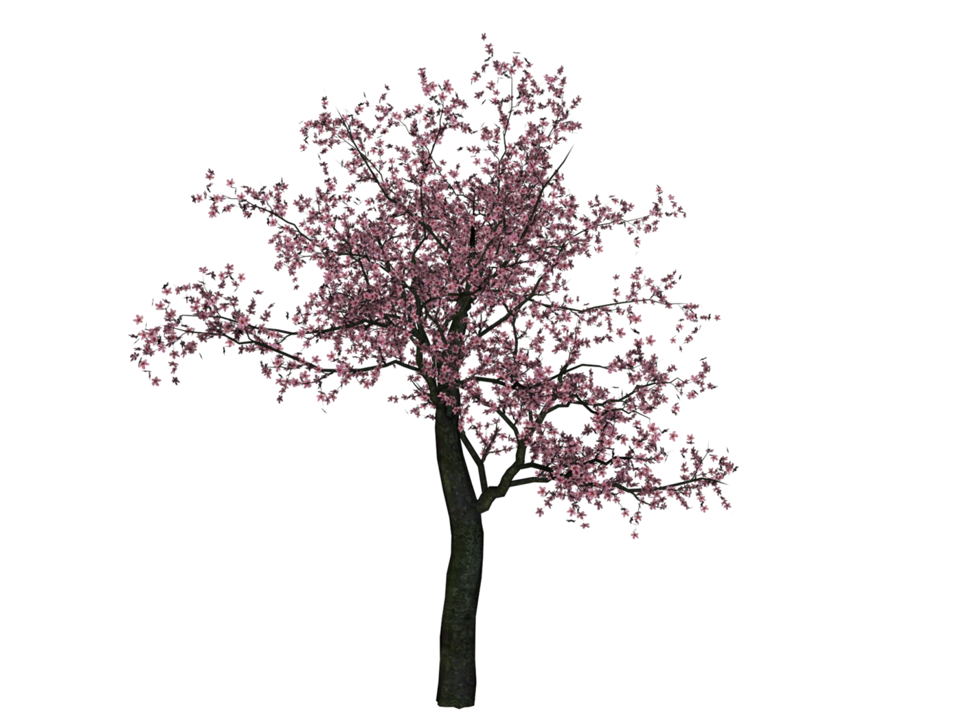 Cherry Tree Image PNG Image