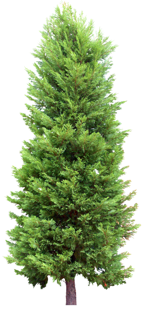 Fir-Tree Transparent PNG Image