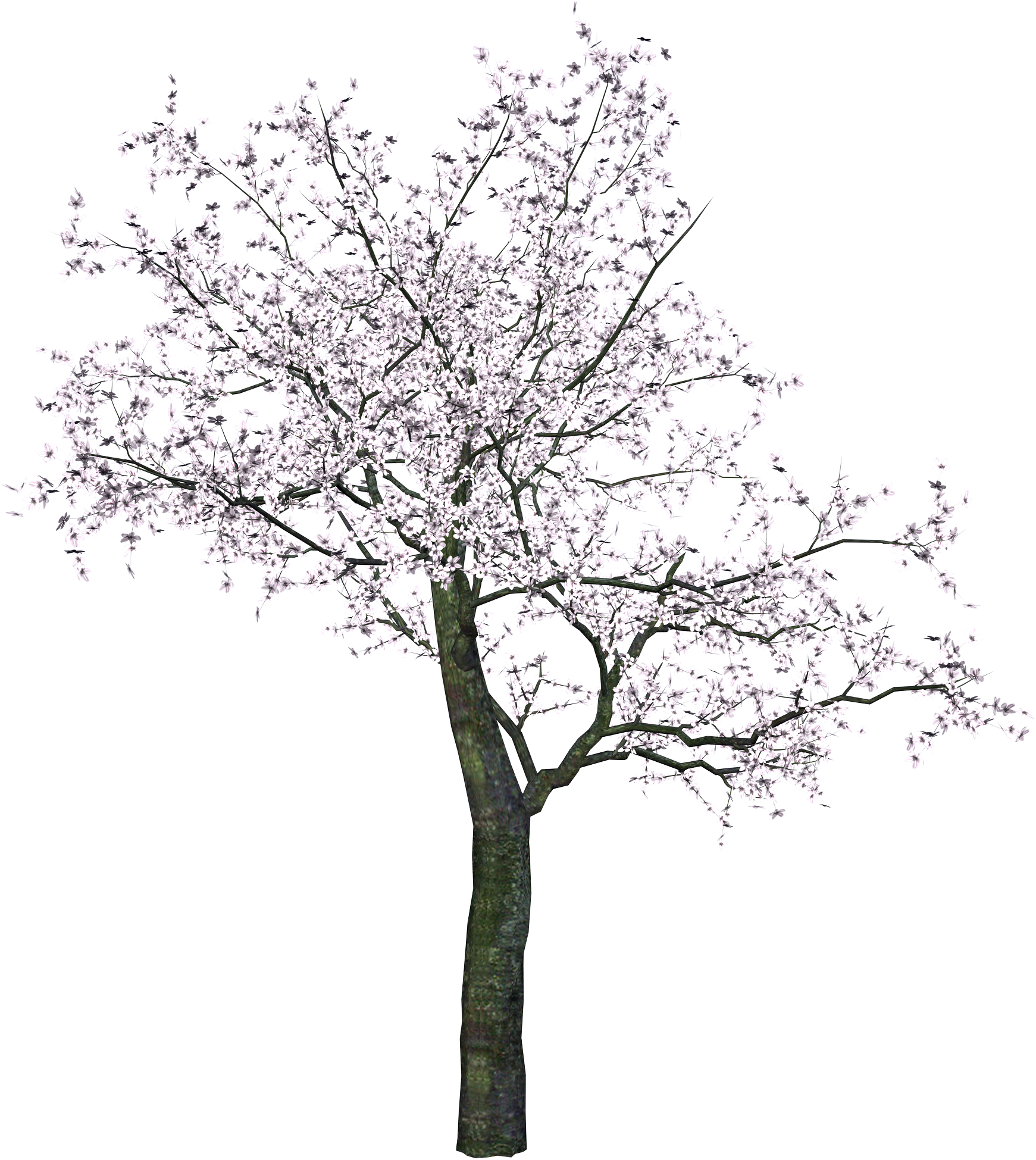 Cherry Tree Transparent Image PNG Image