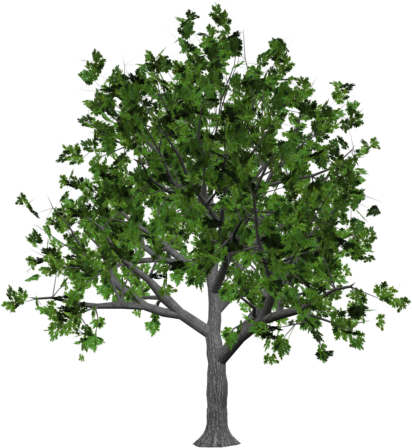 Tree Png Image PNG Image