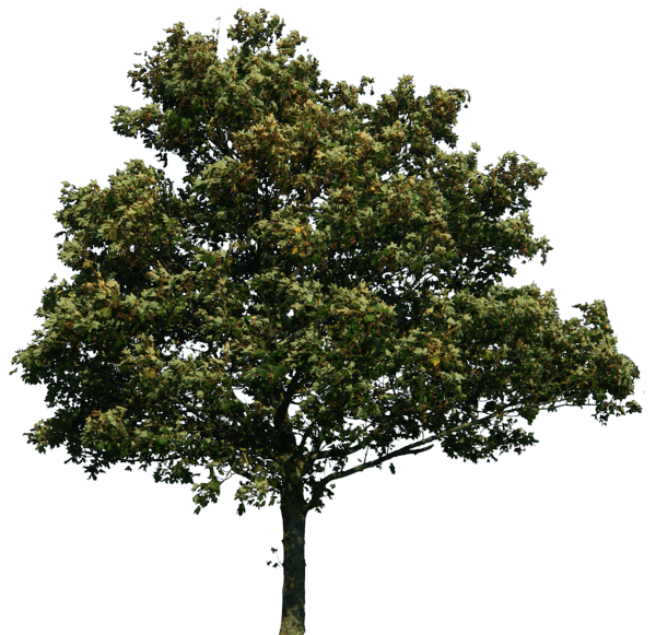 Tree Png Image Download Picture PNG Image