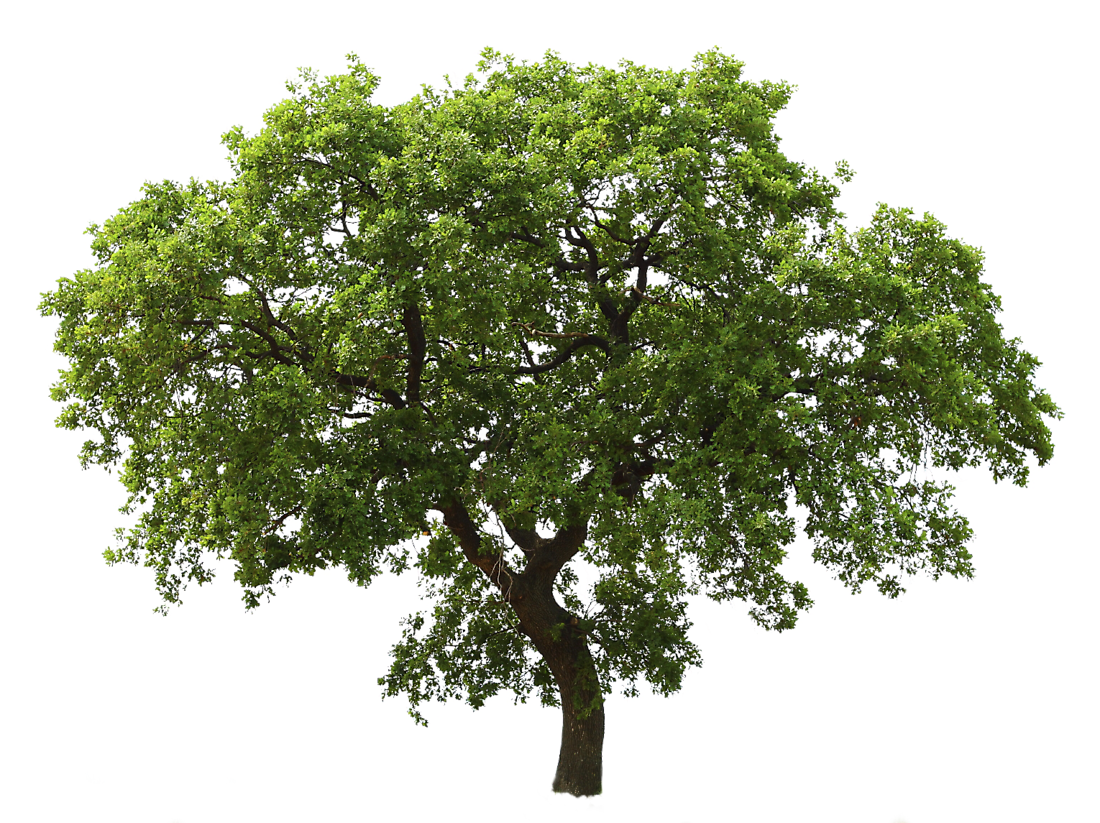 Tree Free Download Png PNG Image