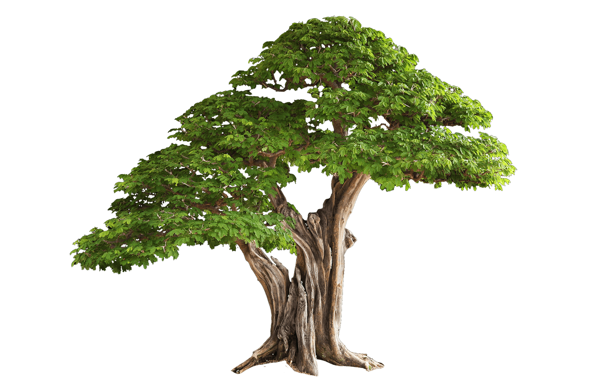 Tree Free Png Image PNG Image