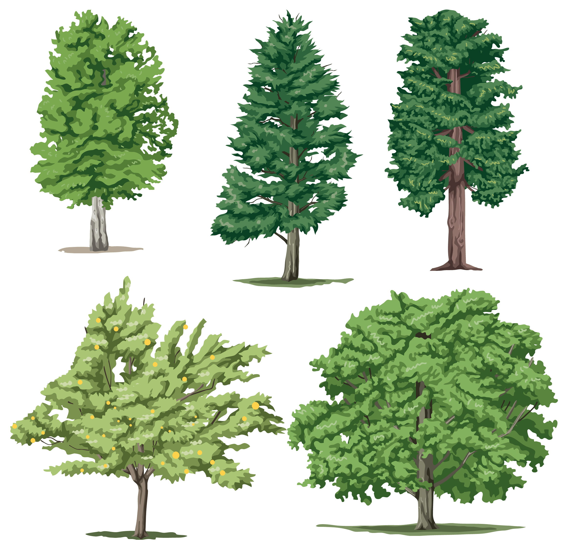 Tree Png Image PNG Image