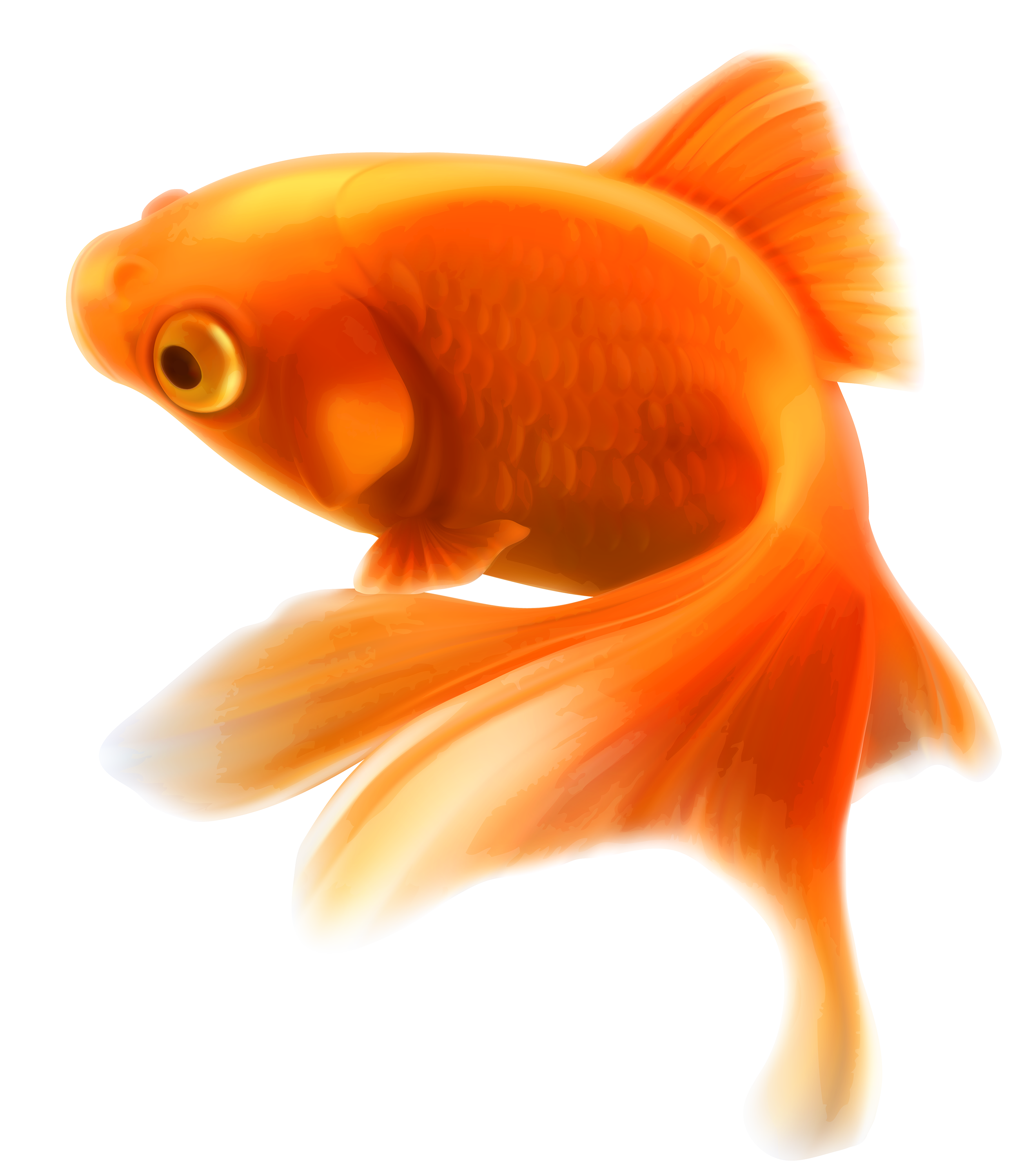 Fish Png 11 PNG Image