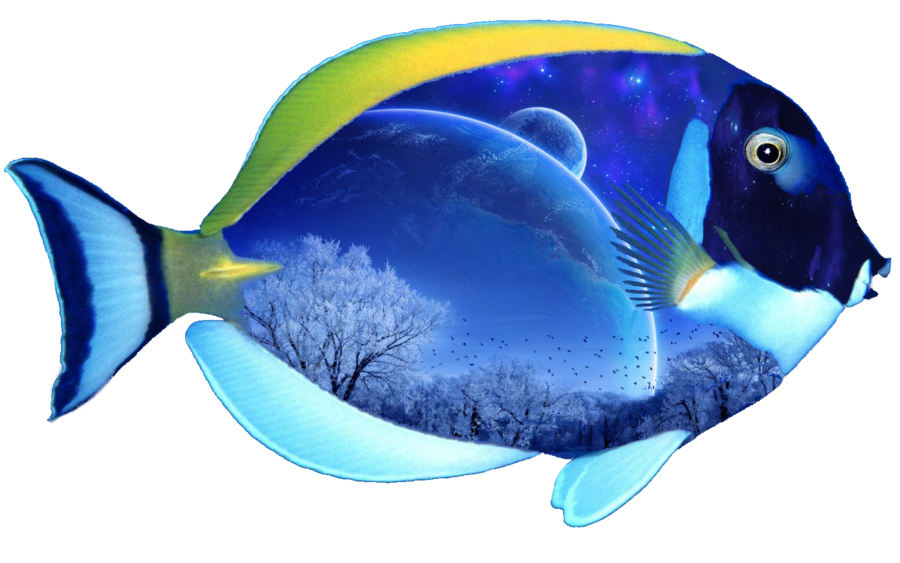 Fish Png 6 PNG Image