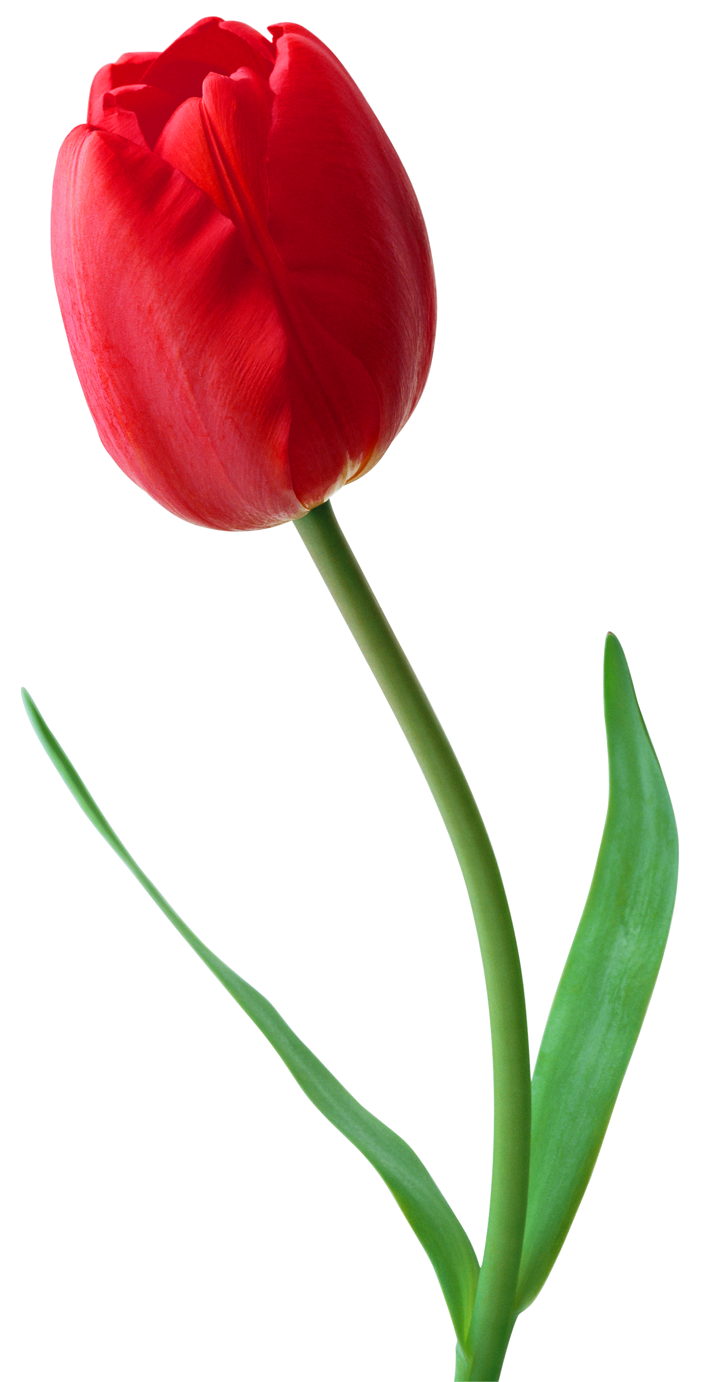 Tulip Png Image PNG Image