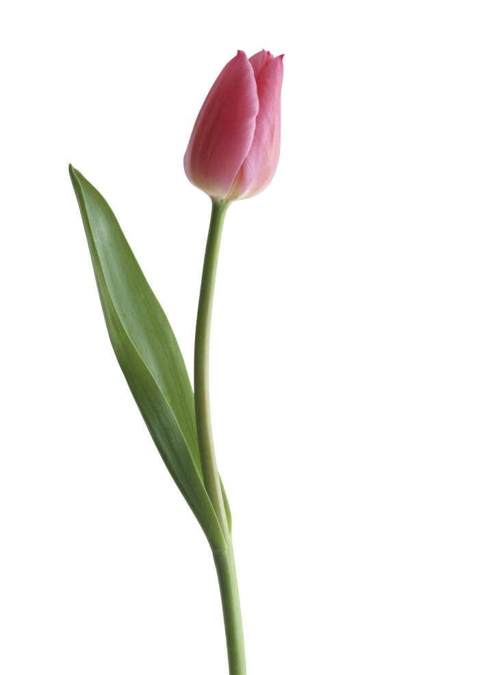 Tulip Png Clipart PNG Image