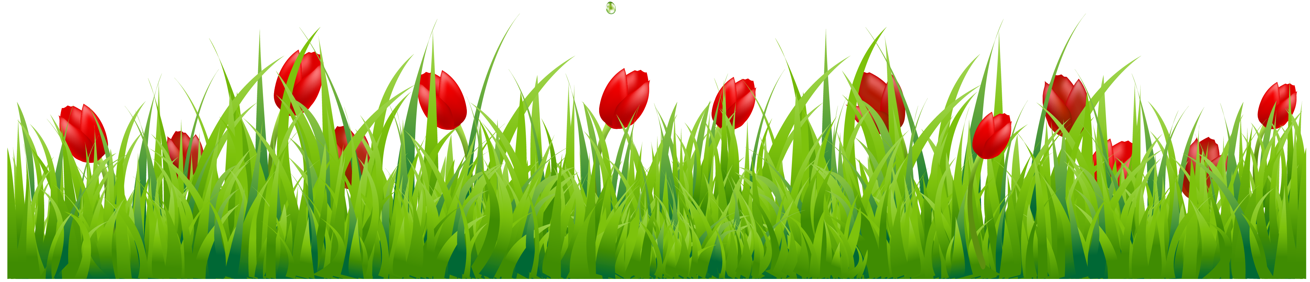 Tulip Png PNG Image