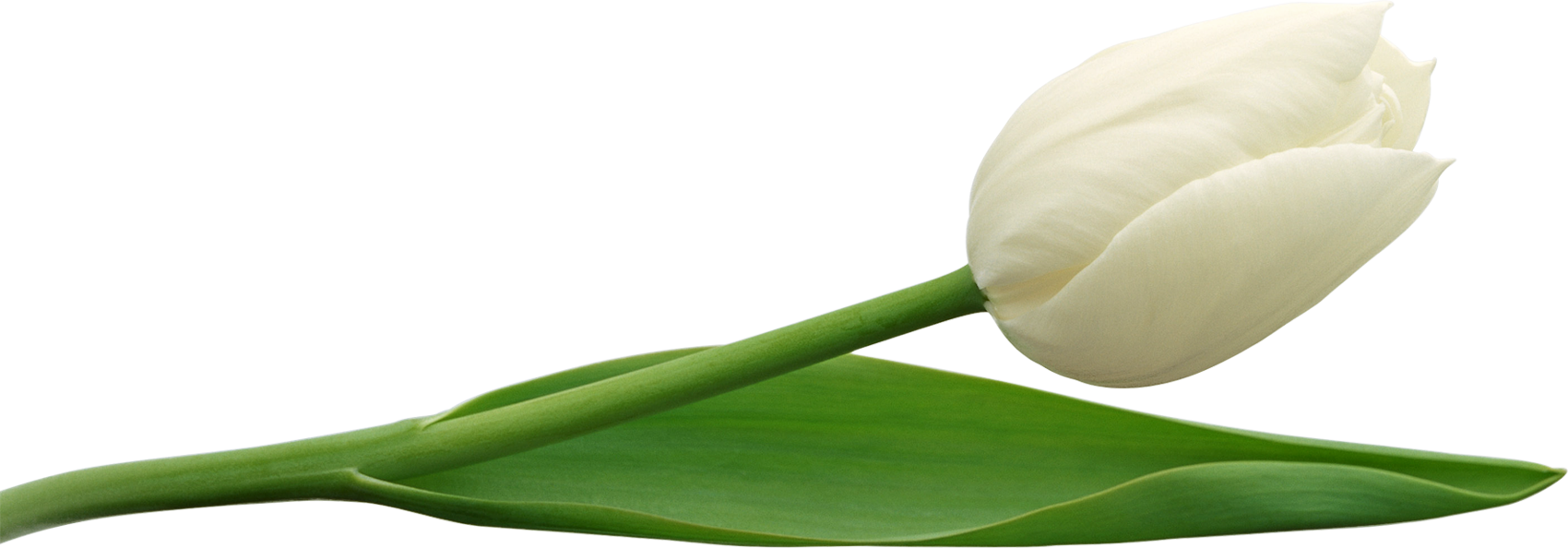 Tulip Transparent PNG Image