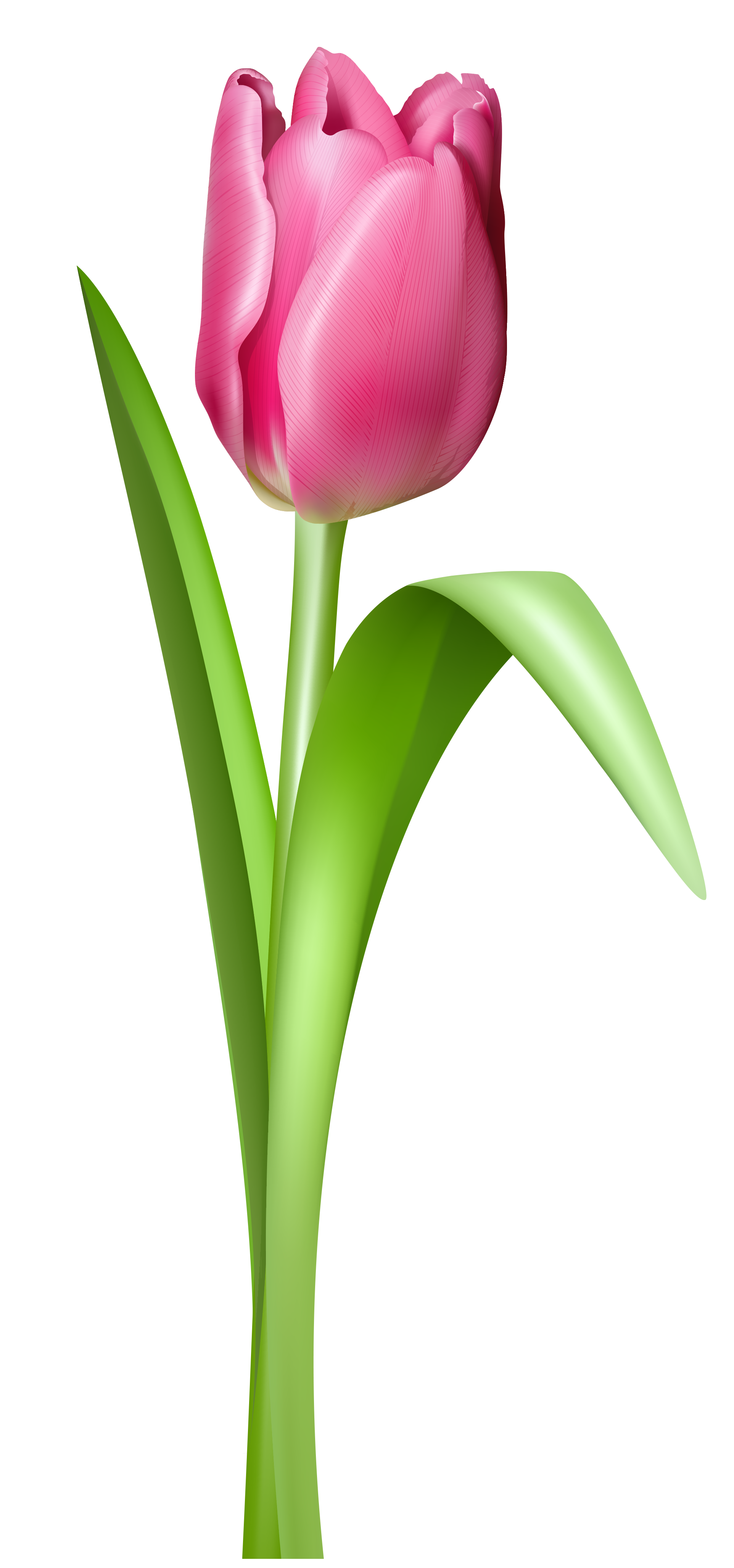 Tulip Free Download Png PNG Image