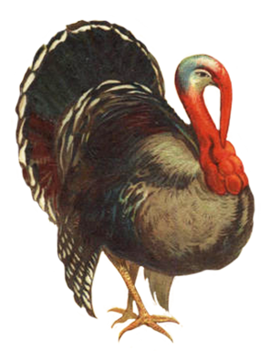 Turkey PNG Image