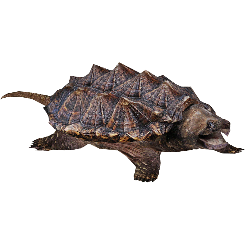 Turtle HQ Image Free PNG Image