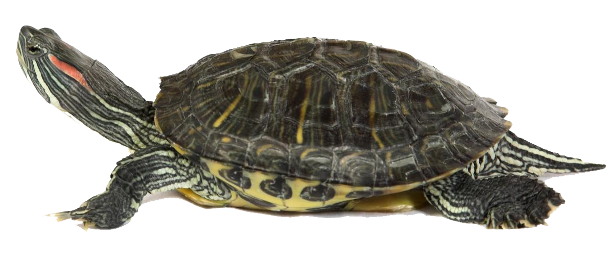 Turtle Sea Free Transparent Image HQ PNG Image