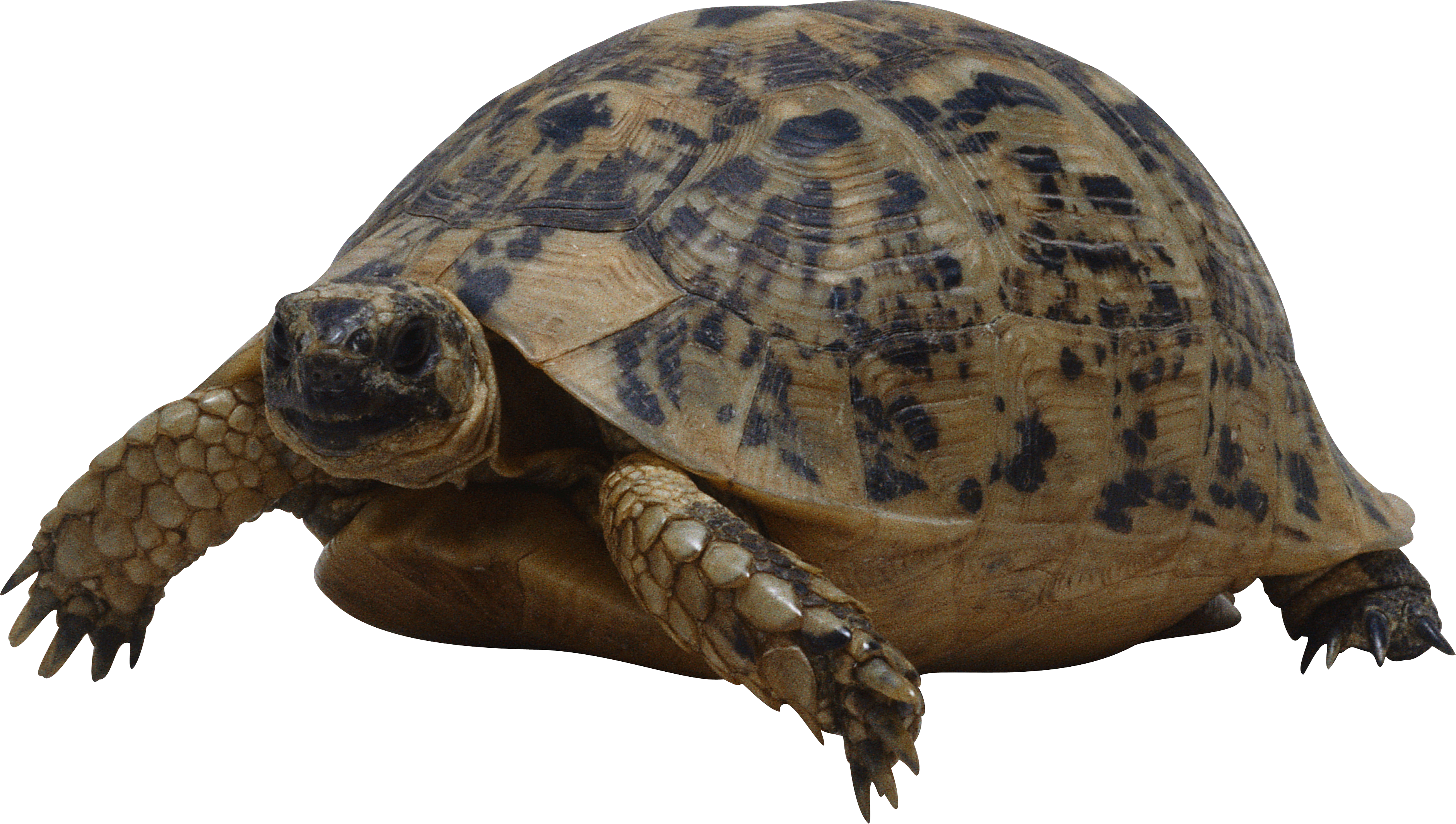 Turtle Sea Free HD Image PNG Image