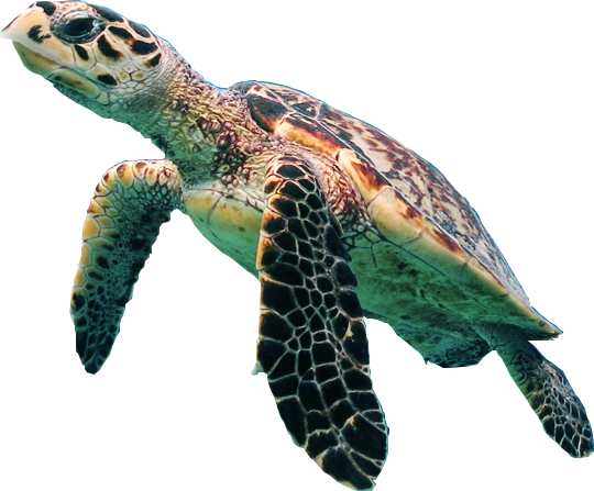 Turtle Sea Free HQ Image PNG Image