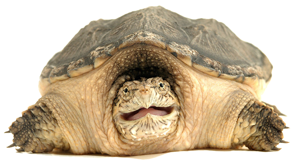 Turtle Free Transparent Image HD PNG Image