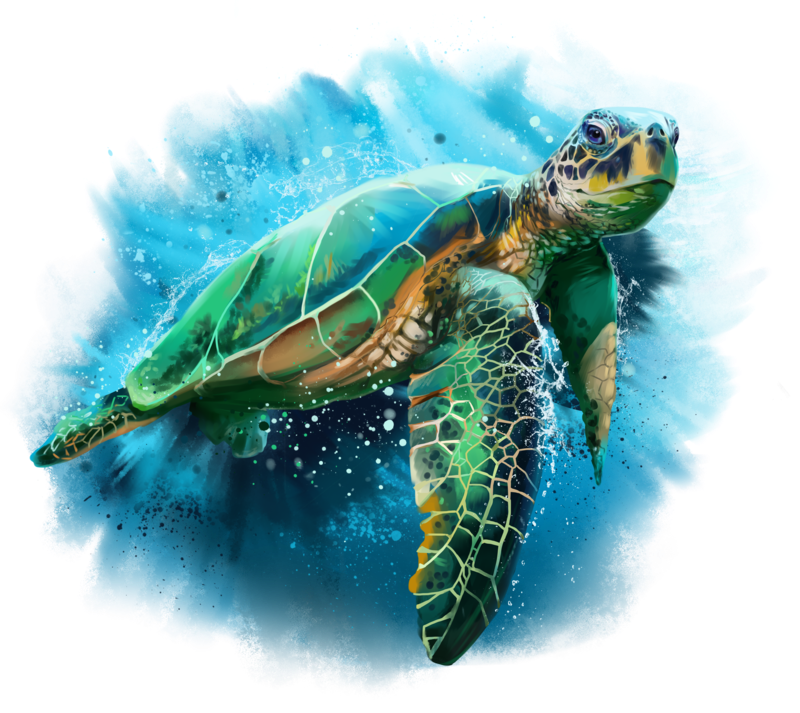 Turtle HQ Image Free PNG Image