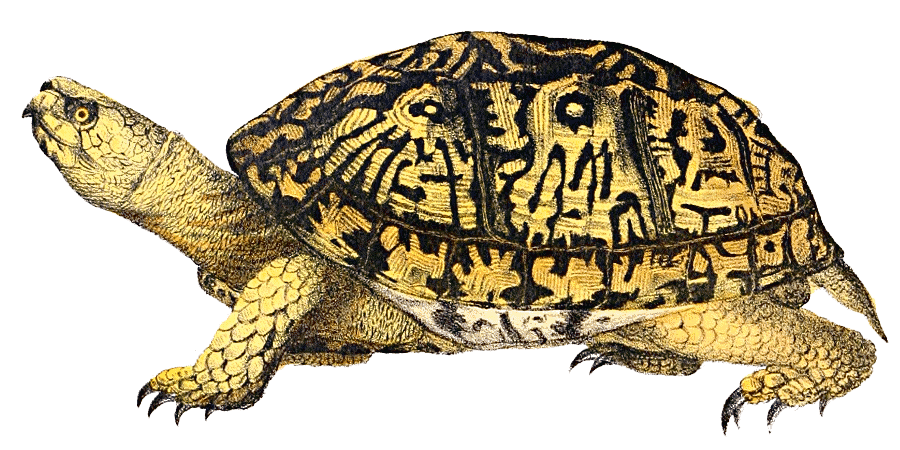 Box Turtle Image PNG Image