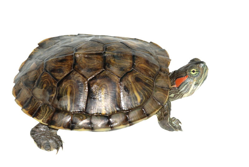 Box Turtle Transparent PNG Image